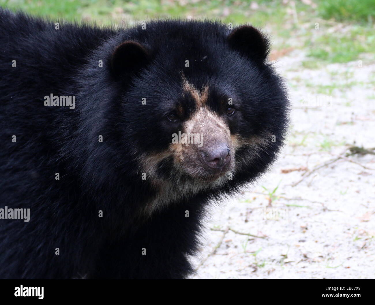 Spectacled o orso andino (Tremarctos ornatus) close-up del viso Foto Stock