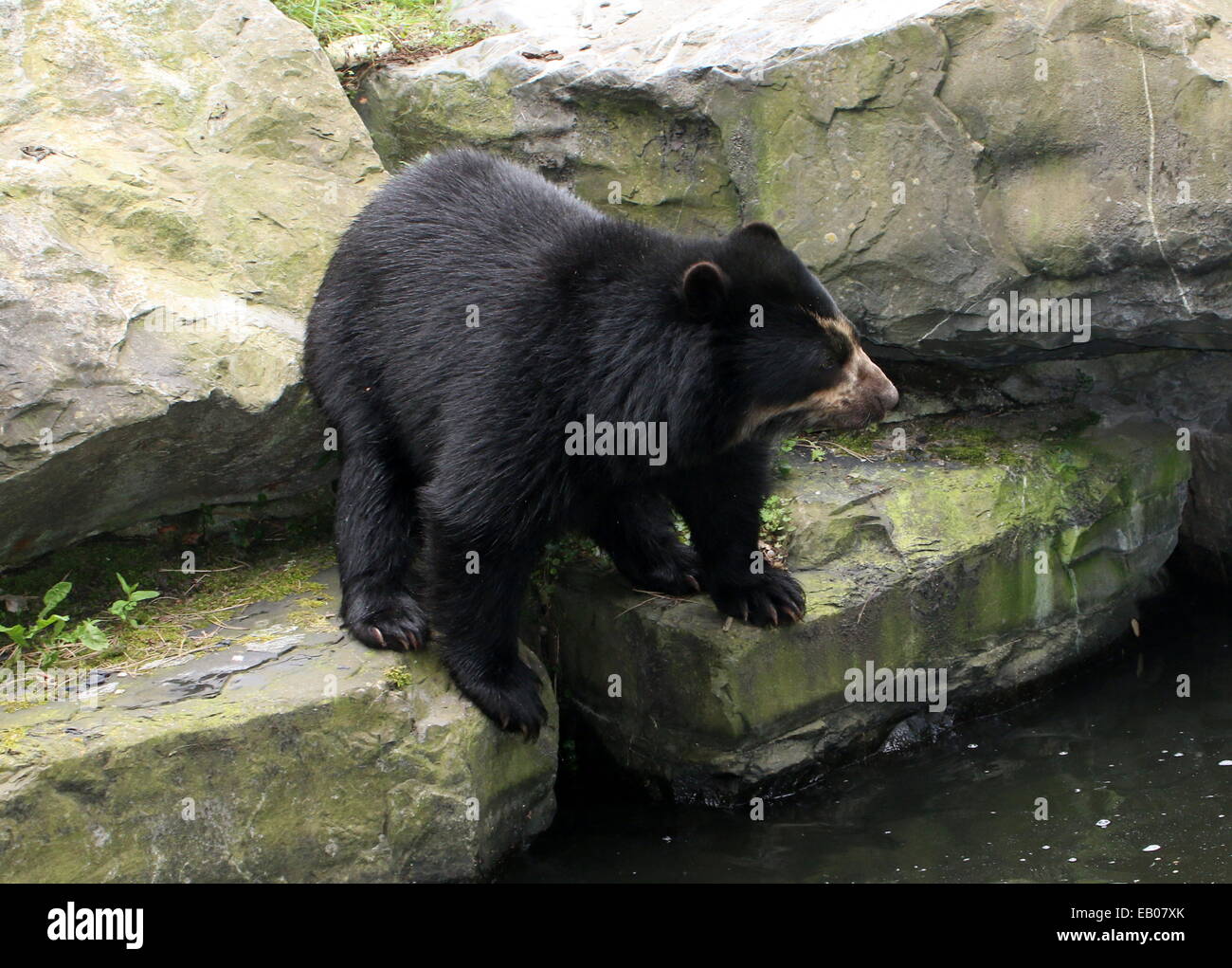 Spectacled o orso andino (Tremarctos ornatus) close-up vicino al bordo dell'acqua Foto Stock