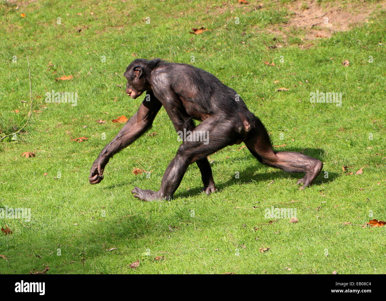 Fast-paced Bonobo o scimpanzé pigmeo (Pan paniscus) passeggiate in un ambiente naturale Foto Stock