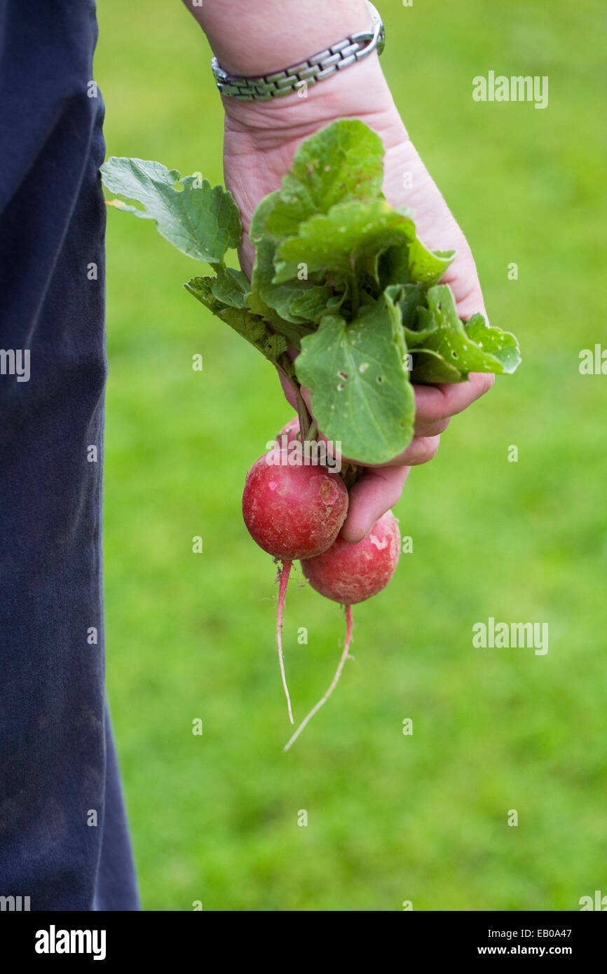 Appena raccolto homegrown ravanelli. Foto Stock