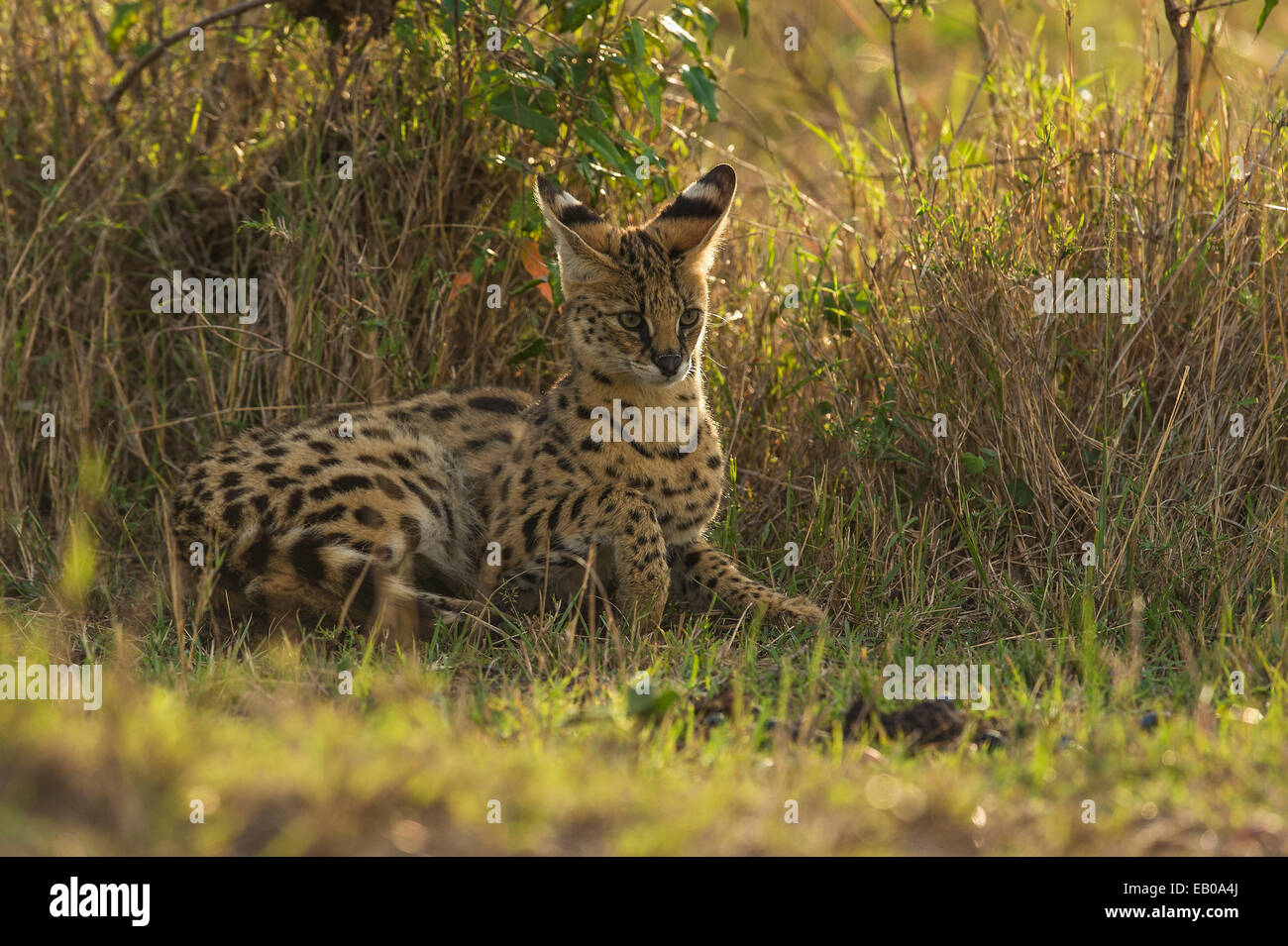 Serval cat in appoggio nelle praterie del Masai Mara Foto Stock