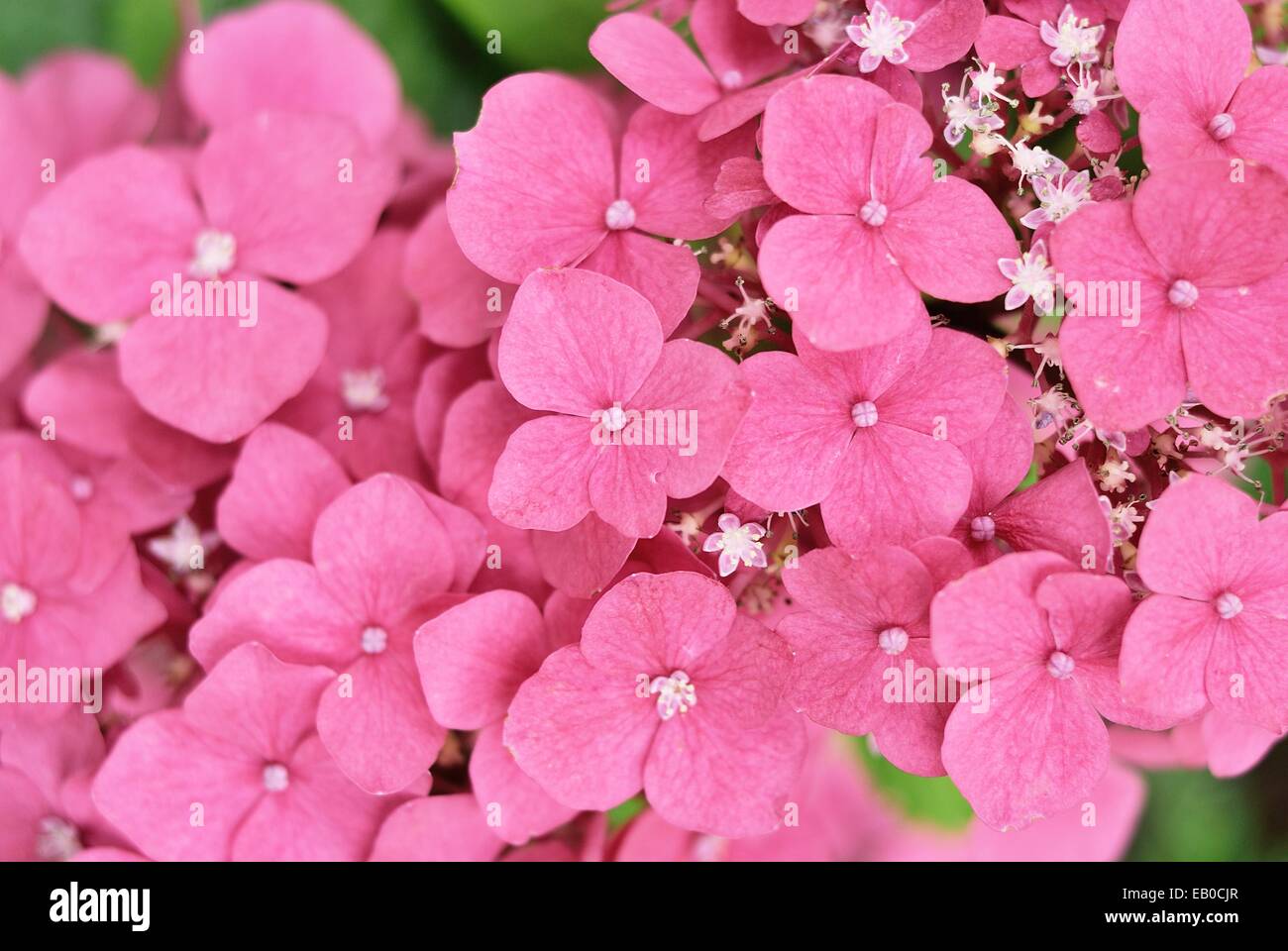 Primo piano di hydrangea fiore rosa Foto Stock