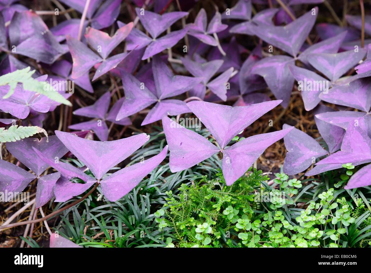 Primo piano di foglie di oxalis triangularis Foto Stock