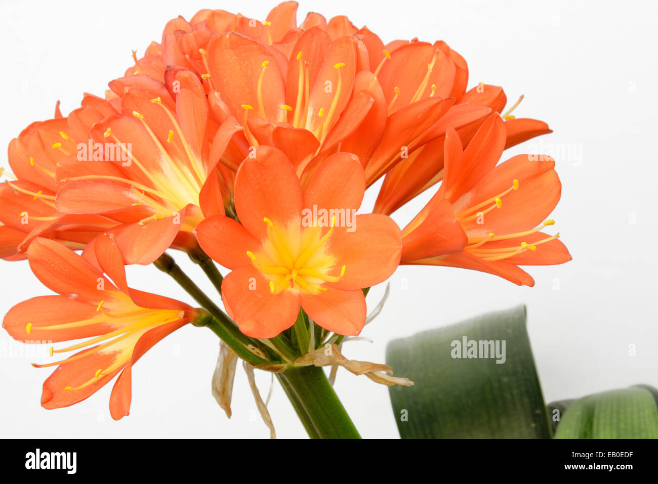 Vista dettagliata del giglio Kaffir fiori, isolato su bianco Foto Stock