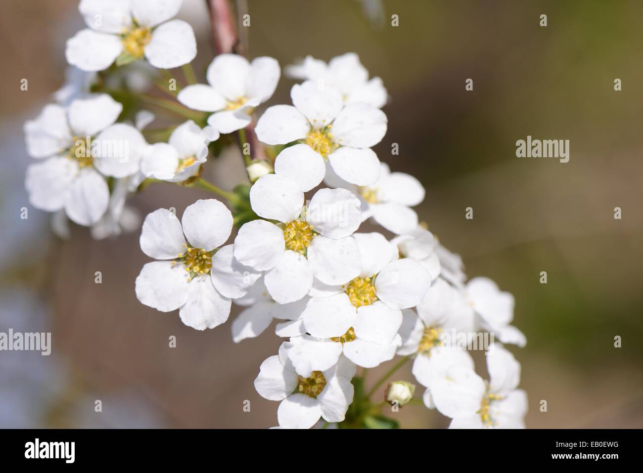 Primo piano di colore bianco ghirlanda nuziale fiori Foto Stock