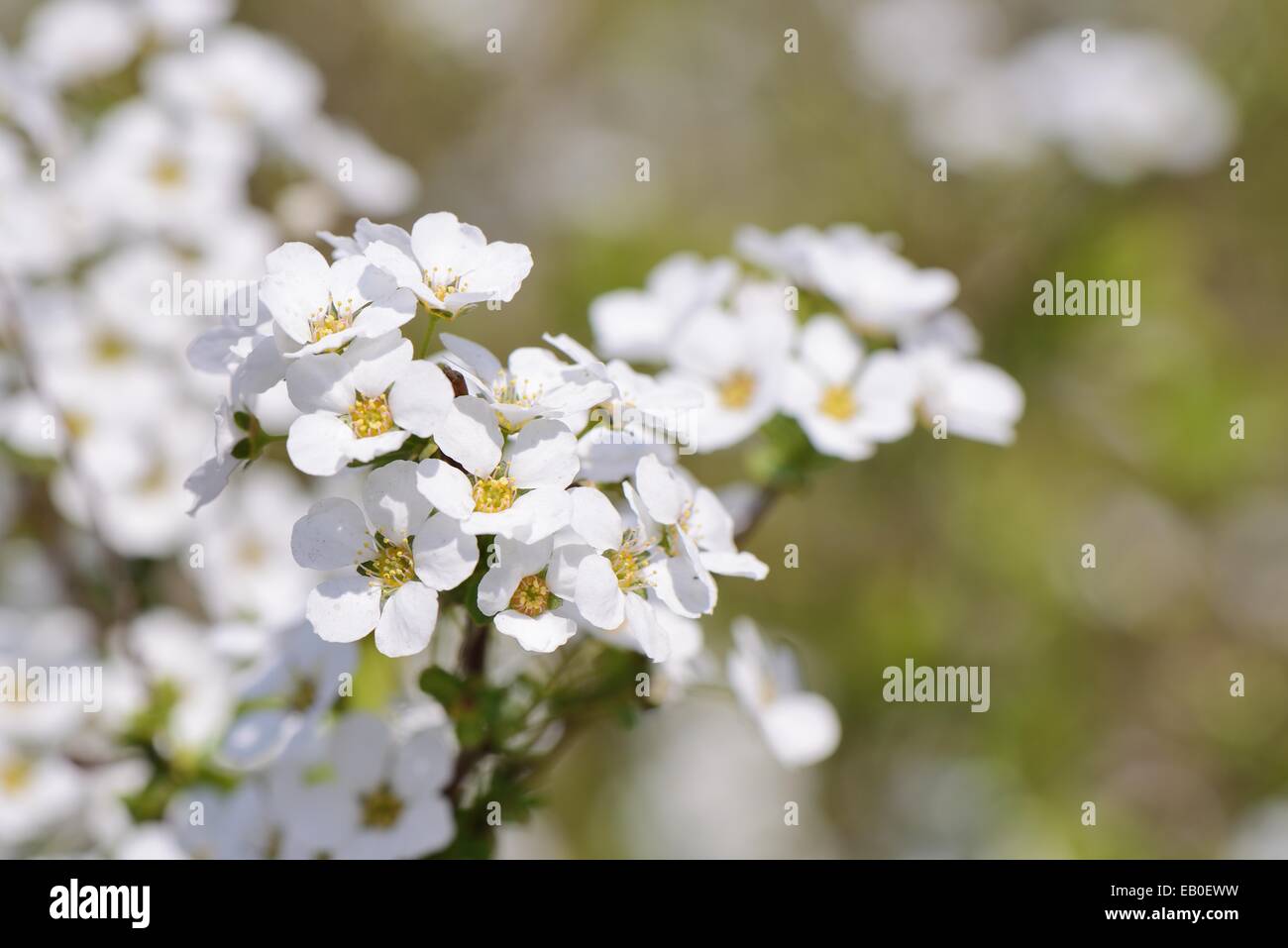 Primo piano di colore bianco ghirlanda nuziale fiori Foto Stock