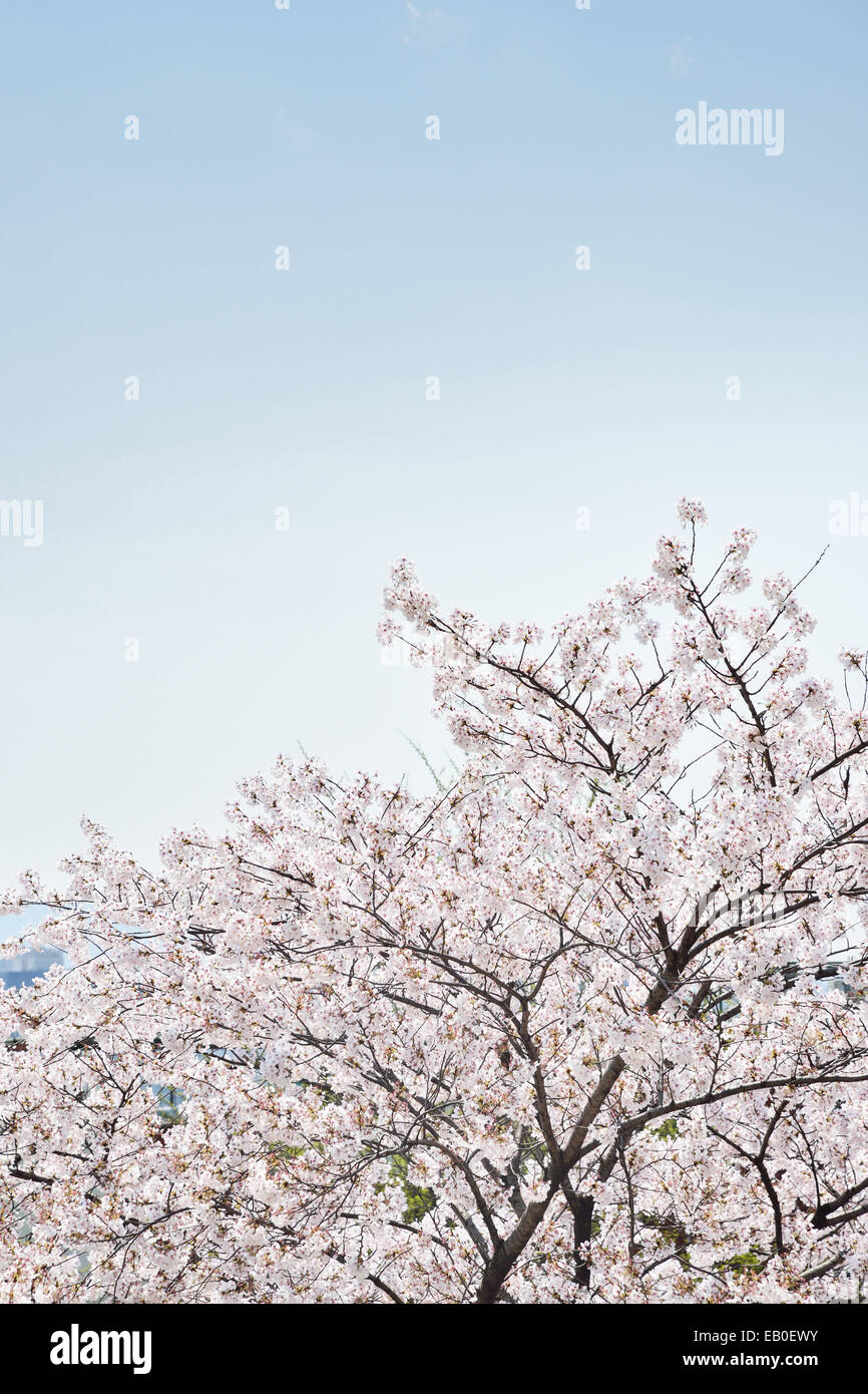 Il coreano freschi fiori di ciliegio in piena fioritura Foto Stock