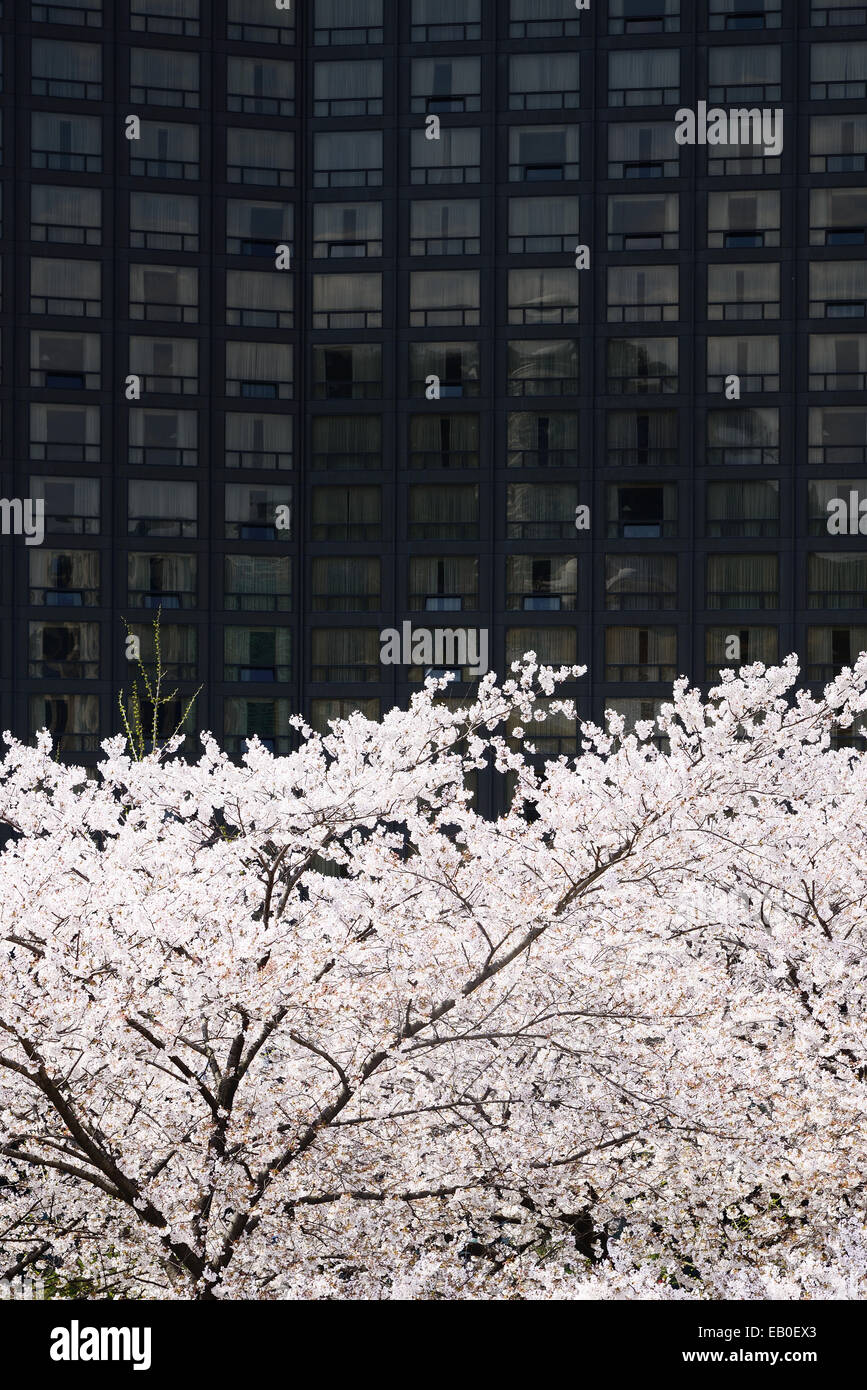 Piena soffiato coreano fiori di ciliegio nella città di Seoul Foto Stock