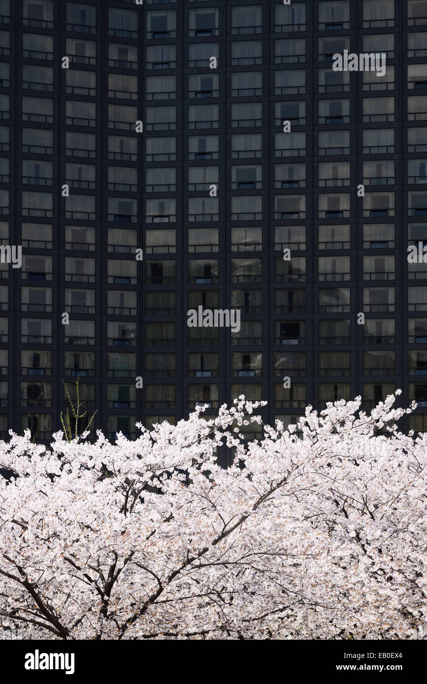 Piena soffiato coreano fiori di ciliegio nella città di Seoul Foto Stock