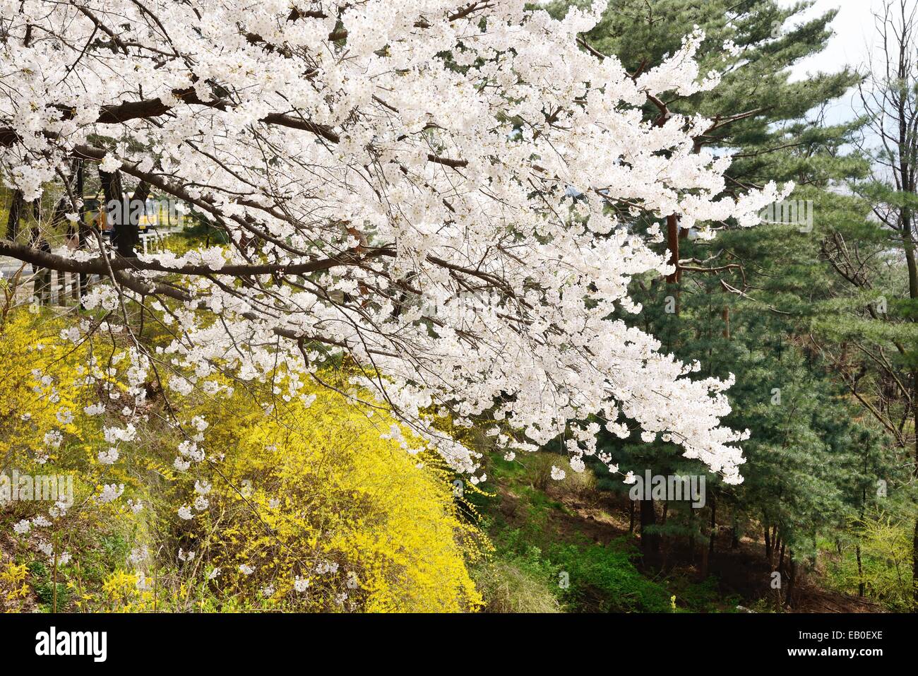 Banco di Korean fiori di ciliegio in piena fioritura Foto Stock
