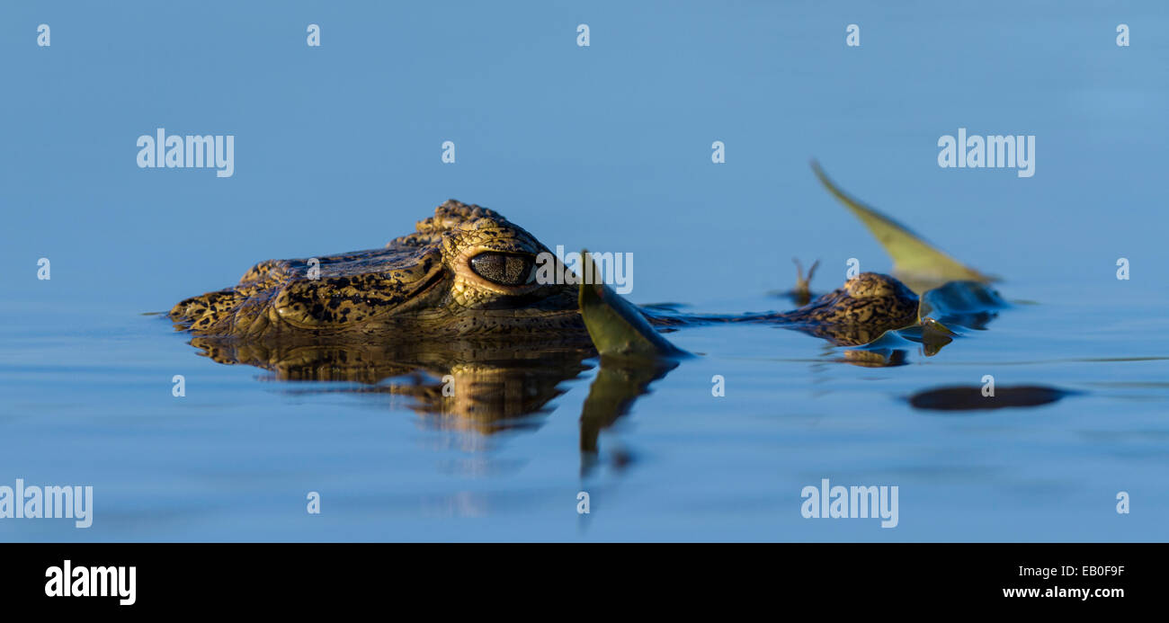 Ritratto di caimano a Los Ilanos del Orinoco, Venezuela. Foto Stock