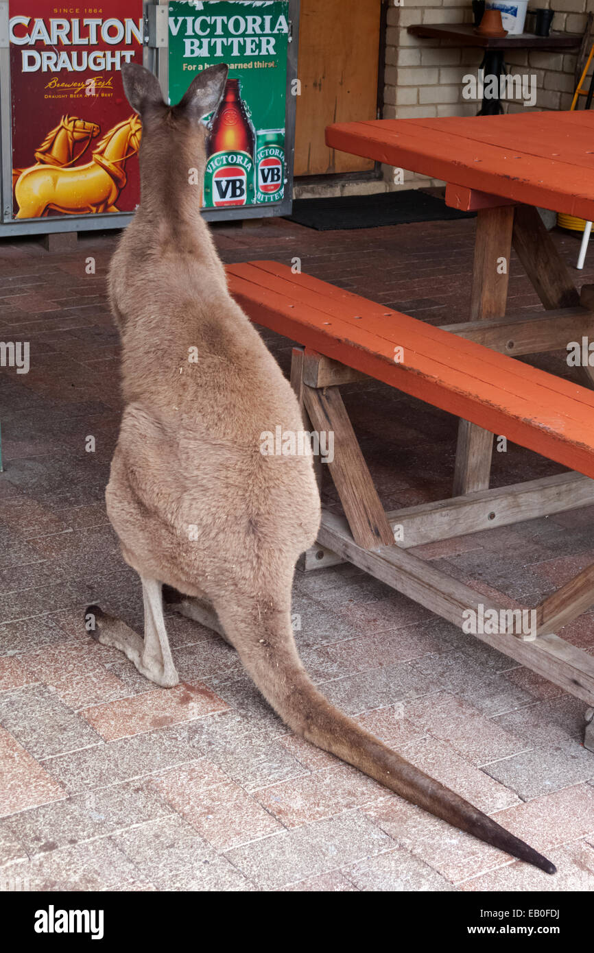 Sete Canguro grigio a John Forrest Parco nazionale di Perth Australia Foto Stock