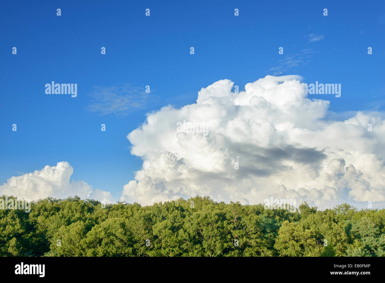 Dynamic cielo nuvoloso sopra la foresta nel giorno di sole Foto Stock