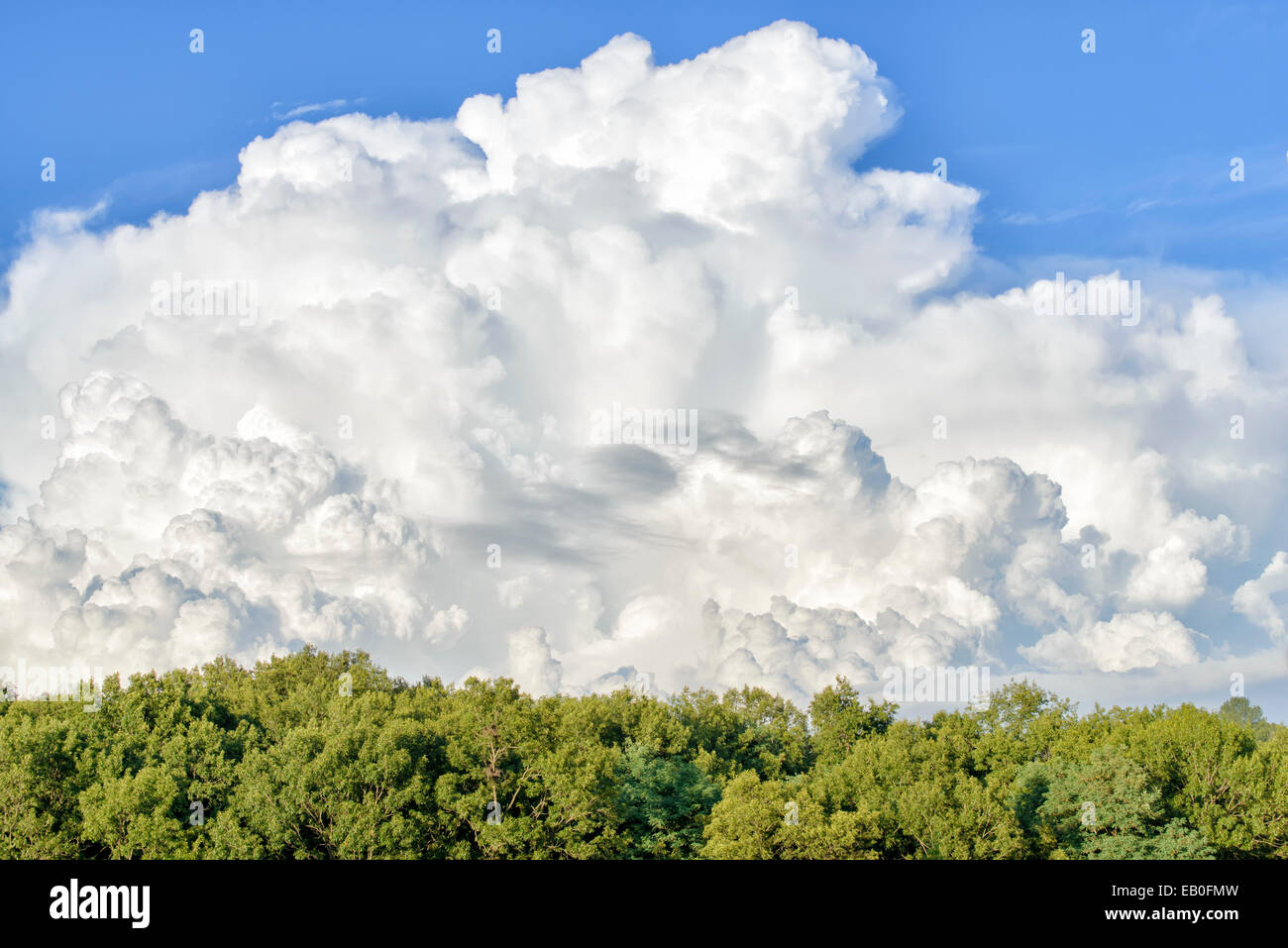 Dynamic cielo nuvoloso sopra la foresta nel giorno di sole Foto Stock