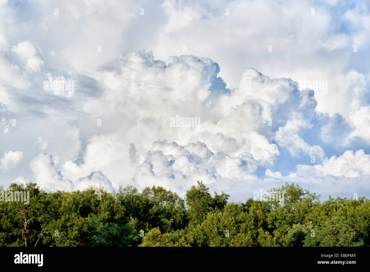 Dynamic cielo nuvoloso sopra la foresta nel giorno di sole Foto Stock