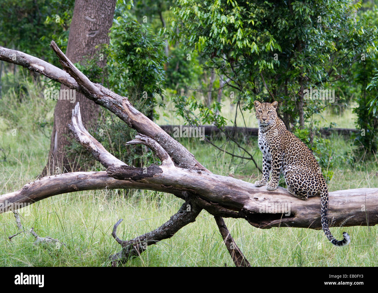 Leopard africana, il Masai Mara, Kenya Foto Stock