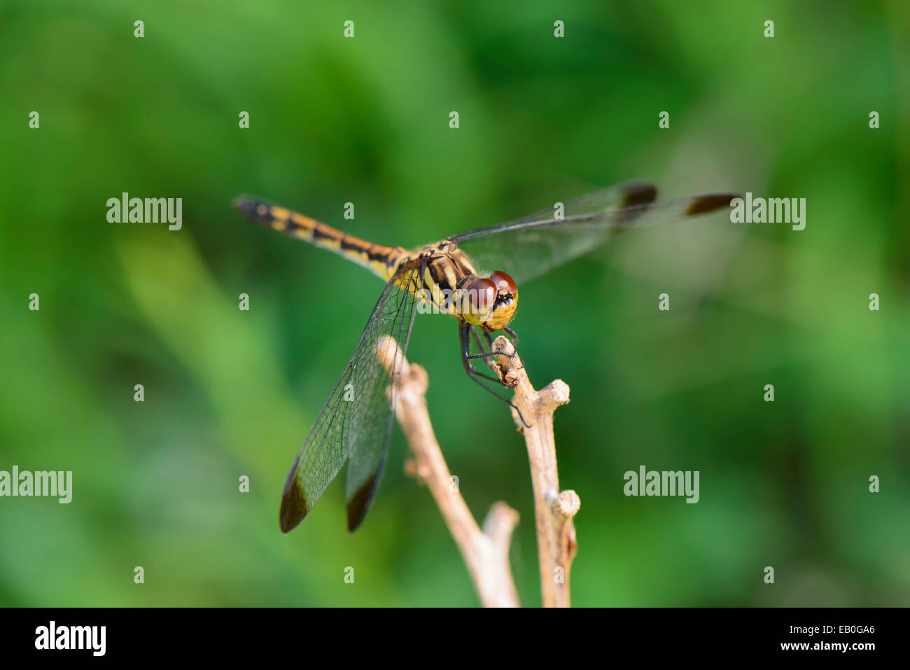 Primo piano della libellula su un ramo in campo Foto Stock