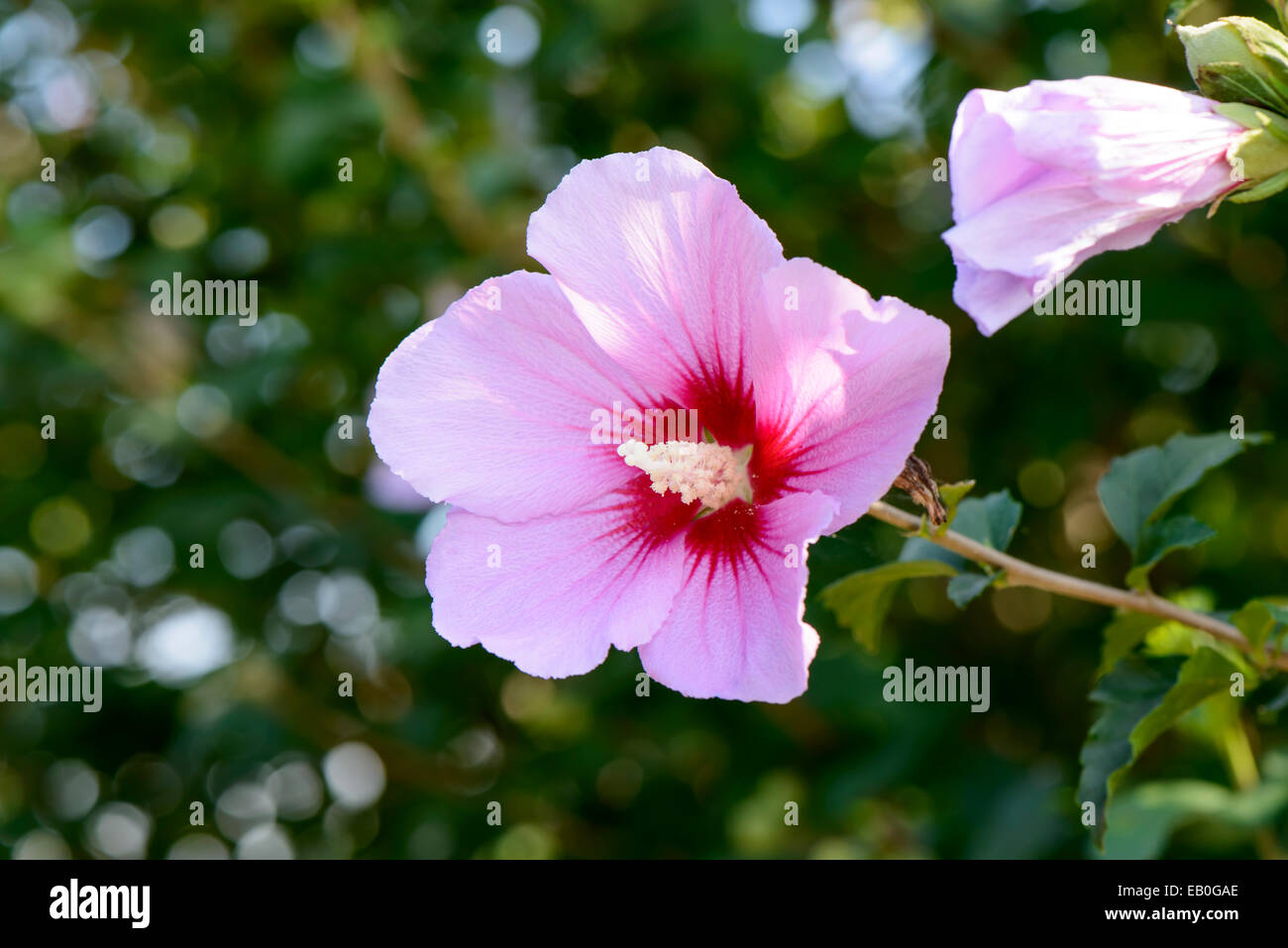 Rosa rosa di Sharon in piena fioritura Foto Stock