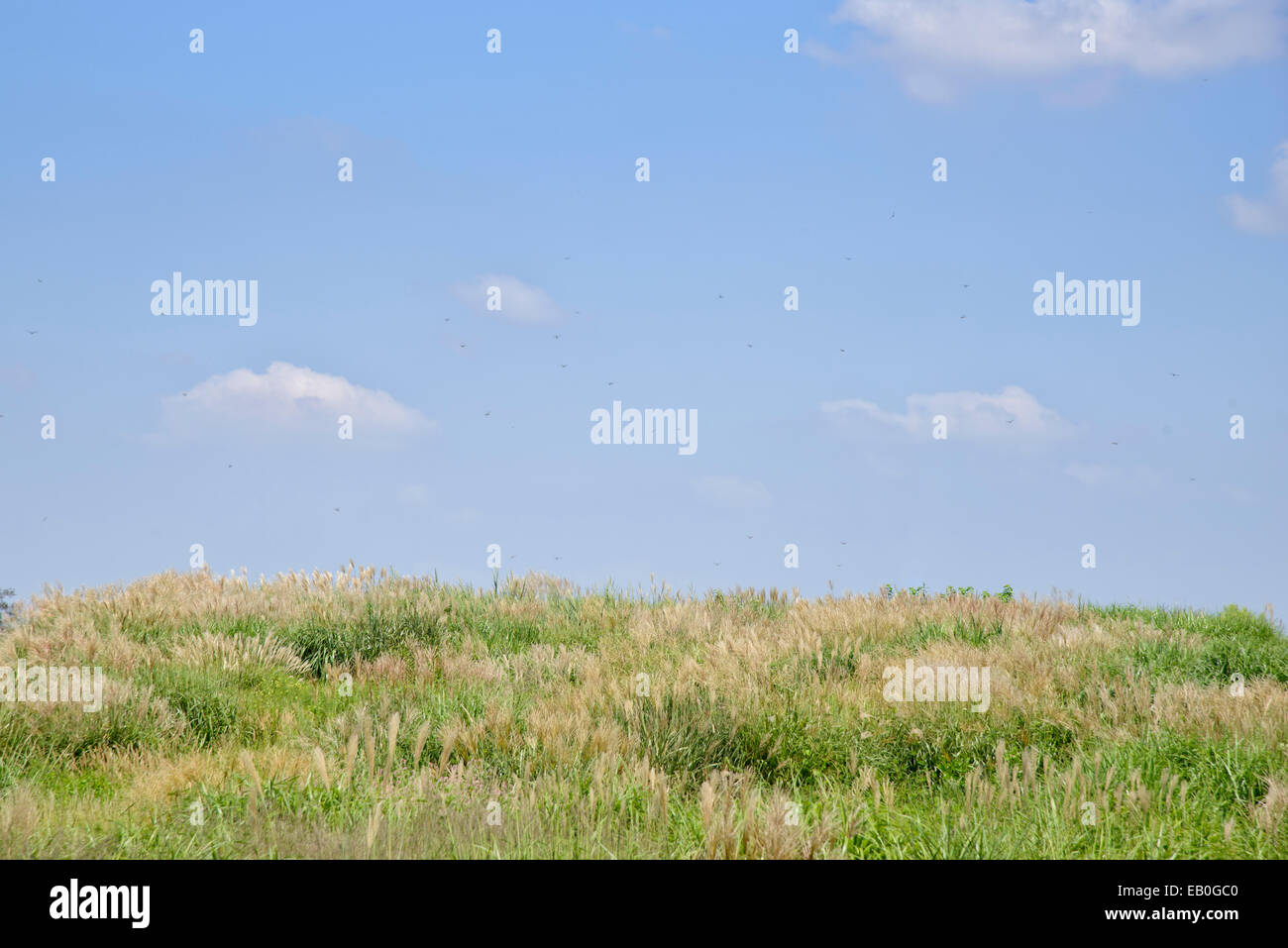 Erba di argento in un campo con il blu del cielo Foto Stock