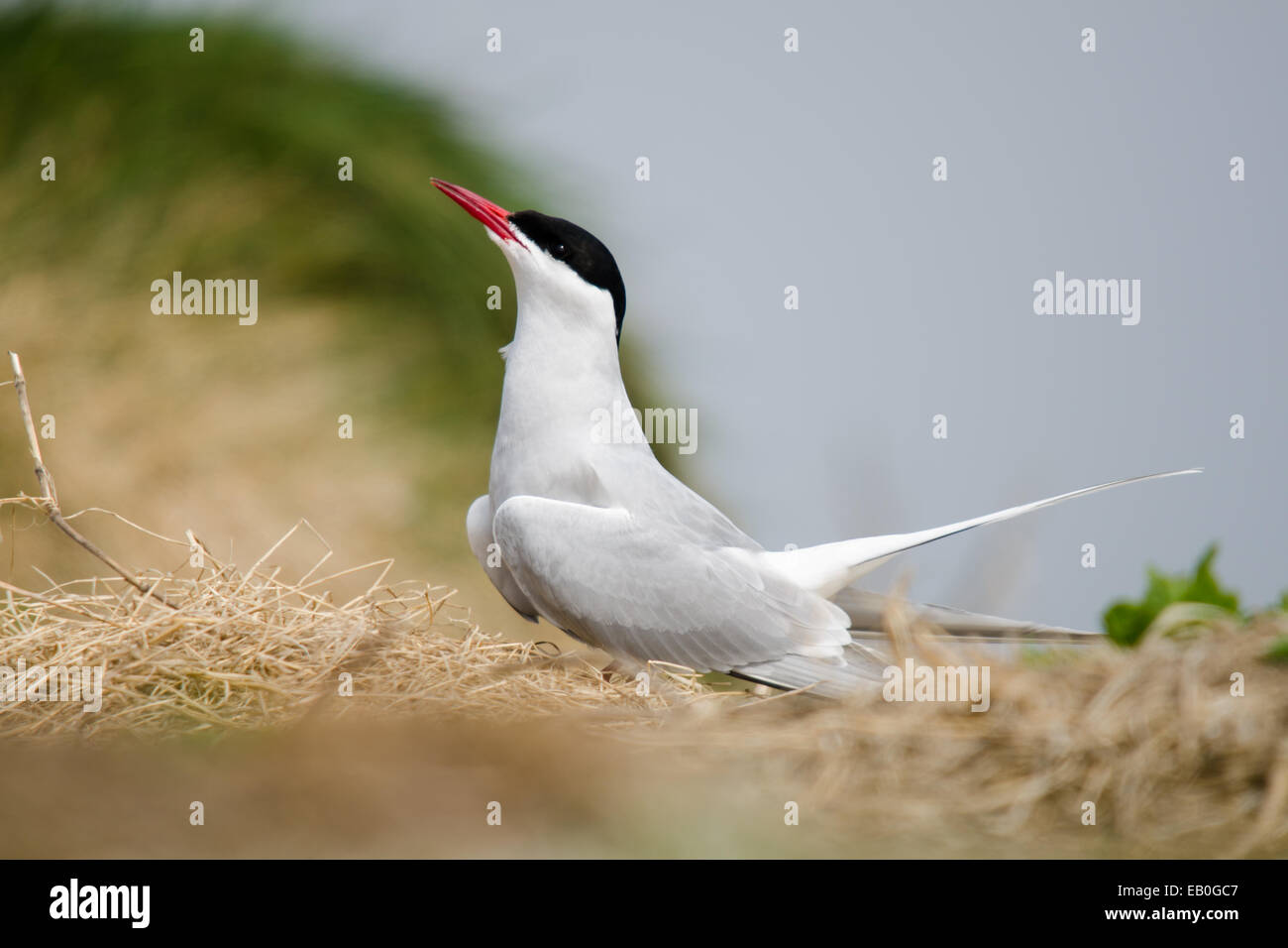 Un Regno Unito Isola di farne la nidificazione Arctic Tern Foto Stock