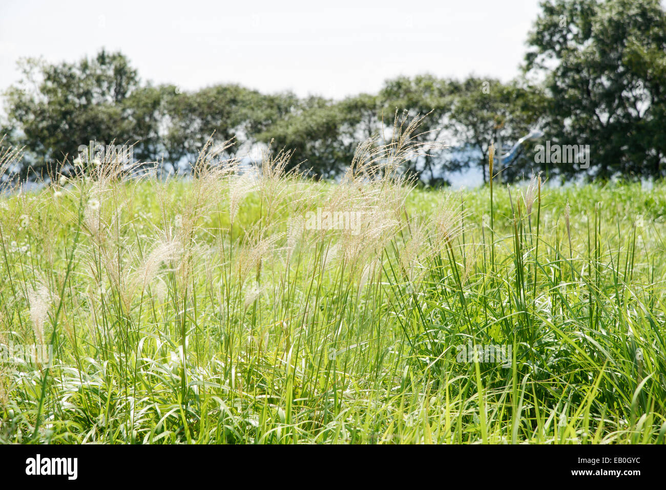 Erba di argento in un campo con il blu del cielo Foto Stock