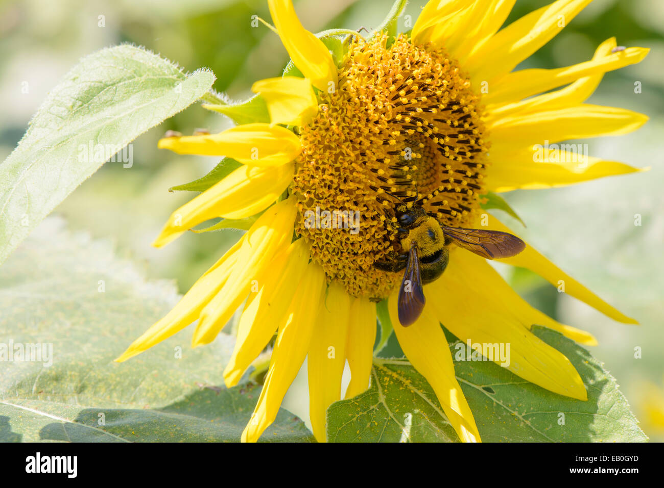 Primo piano di un ape su un girasole nella giornata di sole Foto Stock