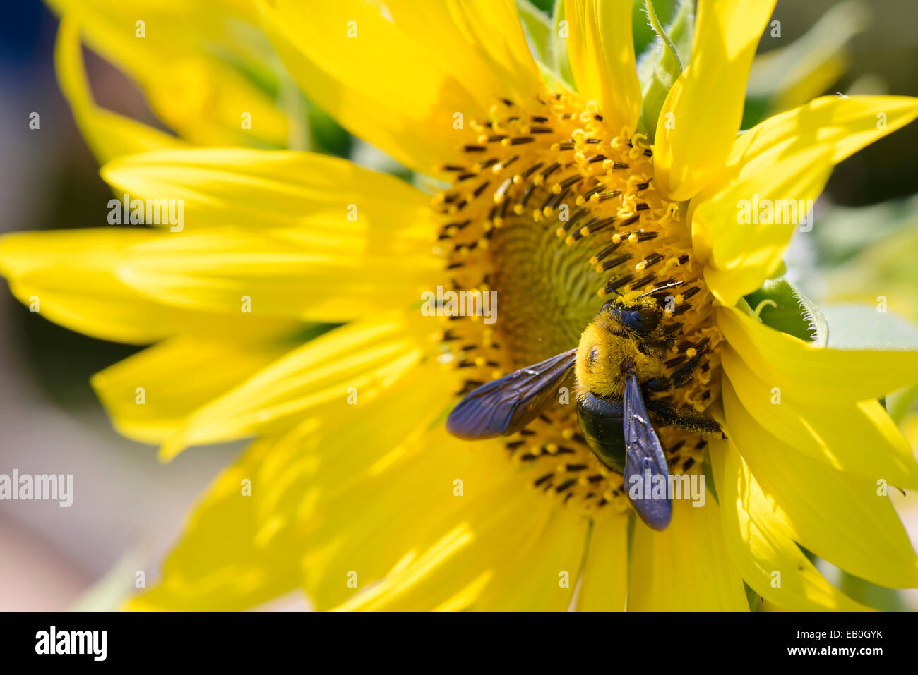 Primo piano di un ape su un girasole nella giornata di sole Foto Stock