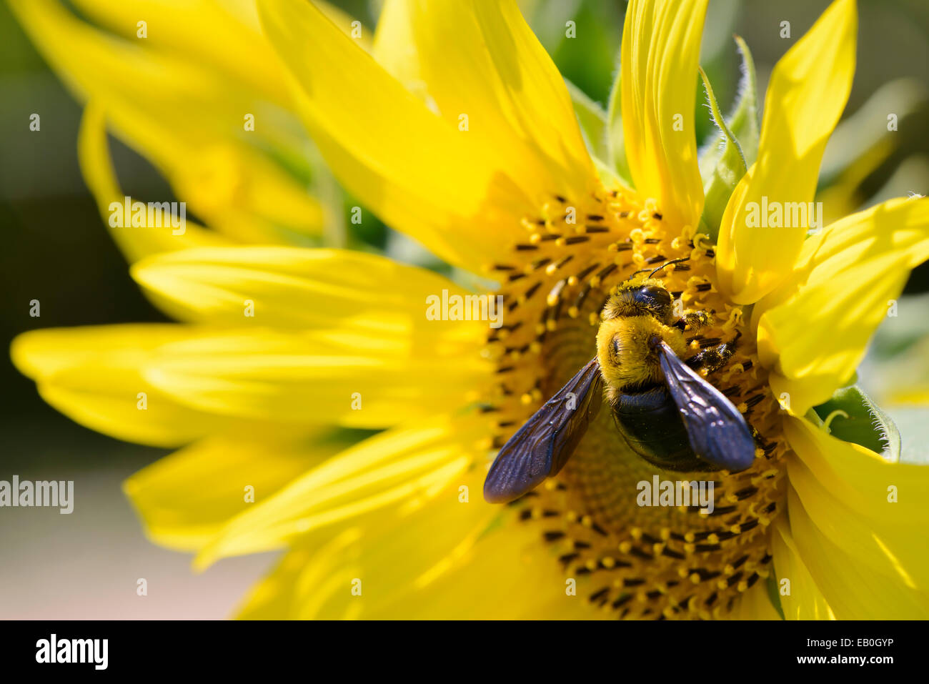 Primo piano di un ape su un girasole nella giornata di sole Foto Stock