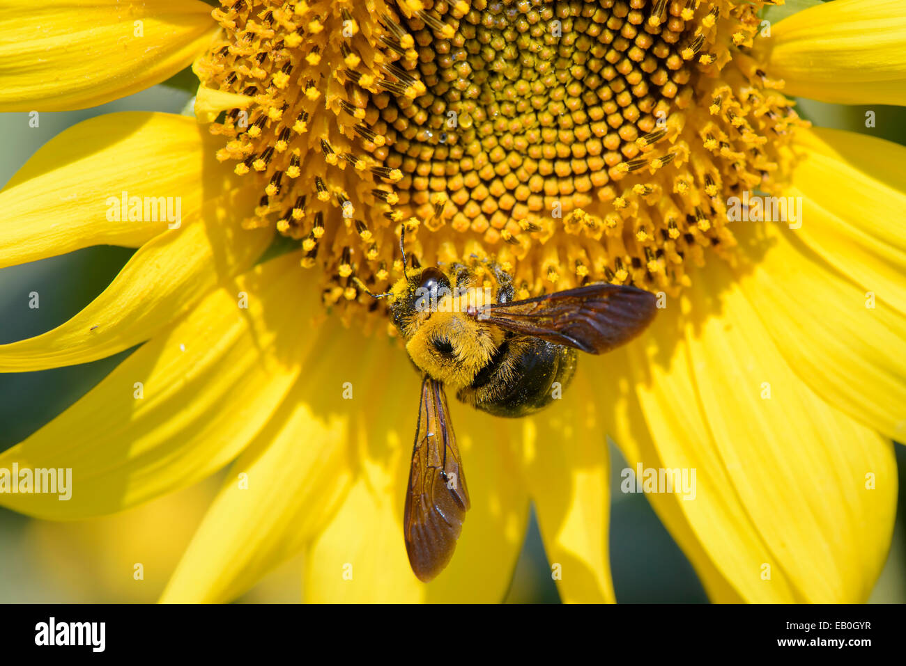 Primo piano di un ape su un girasole nella giornata di sole Foto Stock