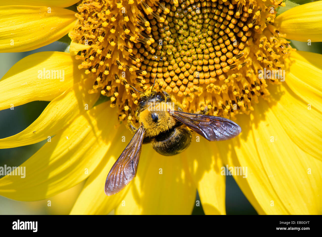 Primo piano di un ape su un girasole nella giornata di sole Foto Stock