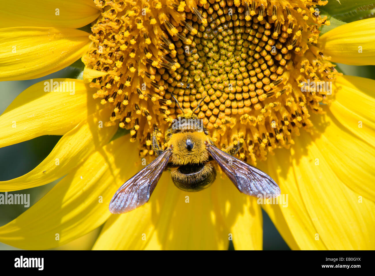 Primo piano di un ape su un girasole nella giornata di sole Foto Stock