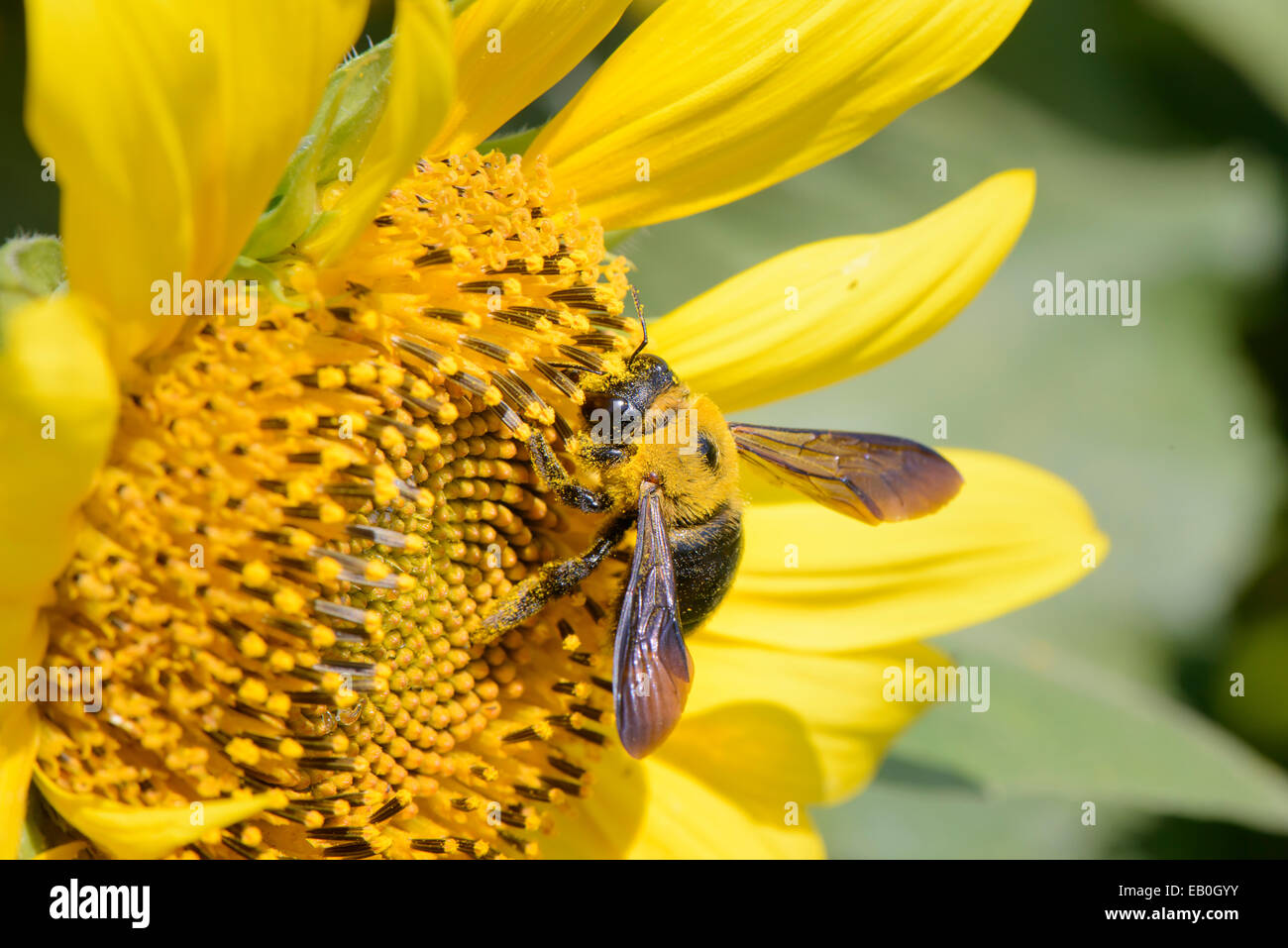 Primo piano di un ape su un girasole nella giornata di sole Foto Stock