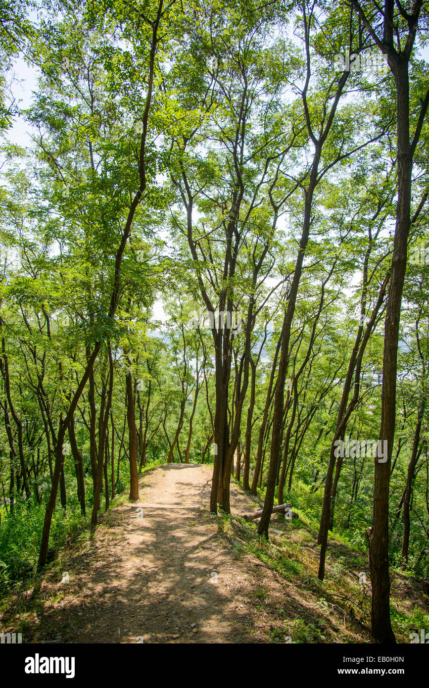 La via in una foresta in giornata soleggiata Foto Stock