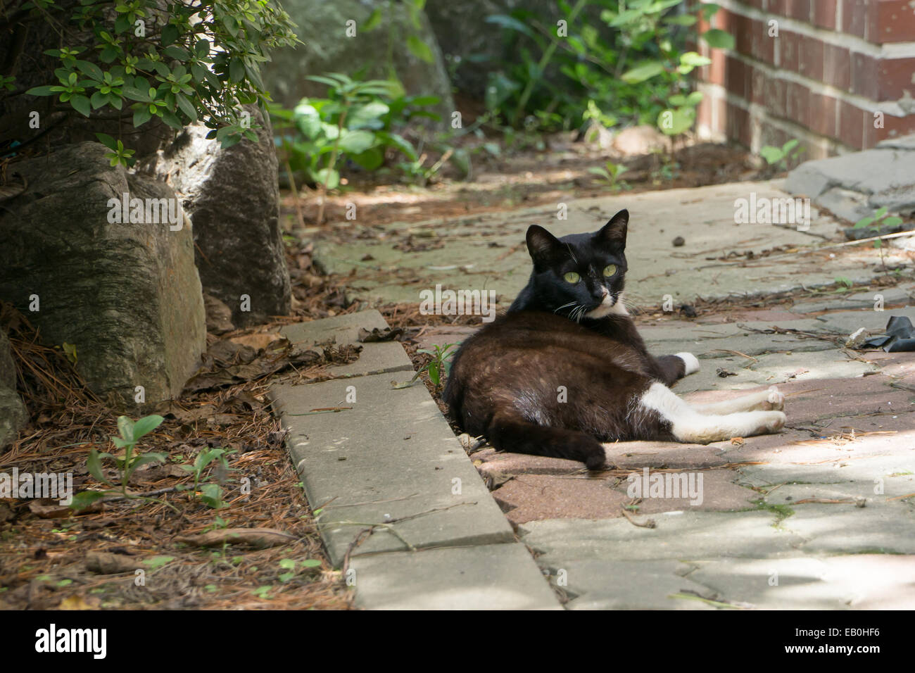 Giacente stray in bianco e nero gatto sul marciapiede Foto Stock
