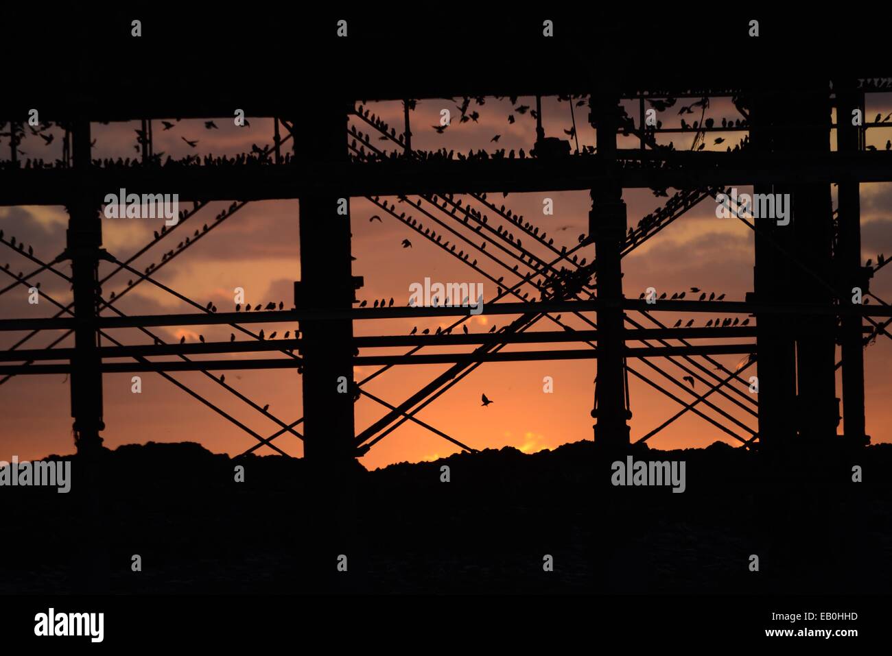 Aberystwyth Wales UK. Il 23 novembre 2014. Decine di migliaia di storni in volo al tramonto di posatoio per la notte della ghisa gambe di Aberystwyth Pier. Il display serale denominata "urmuration' attira gli amanti del birdwatching e fotografi provenienti da tutto il paese. Starling numeri sono in declino in tutto il Regno Unito e gli uccelli sono sul RSPB rossa dell' elenco delle specie in via di estinzione. Credito: keith morris/Alamy Live News Foto Stock