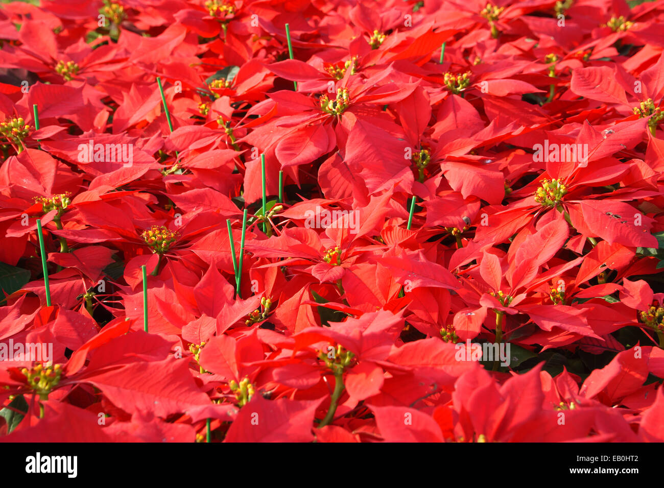 Vivid color rosso poinsetia fiori in un campo Foto Stock