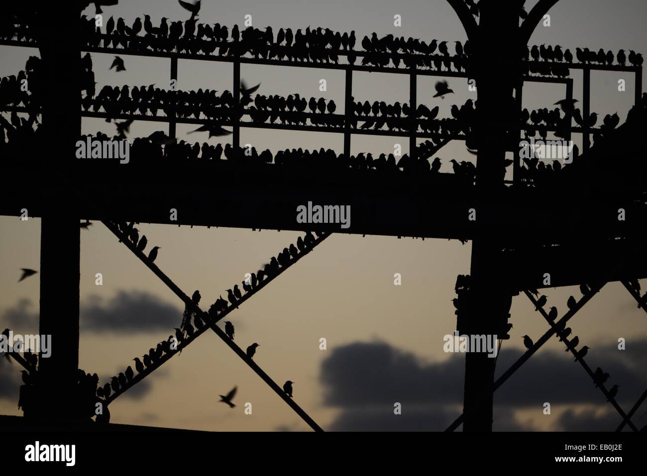 Aberystwyth Wales UK. Domenica 23 Novembre 2014 decine di migliaia di storni in volo al tramonto di posatoio per la notte della ghisa gambe di Aberystwyth Pier. Il display serale denominata "urmuration' attira gli amanti del birdwatching e fotografi provenienti da tutto il paese. Starling numeri sono in declino in tutto il Regno Unito e gli uccelli sono sul RSPB rossa dell' elenco delle specie in via di estinzione Foto Stock