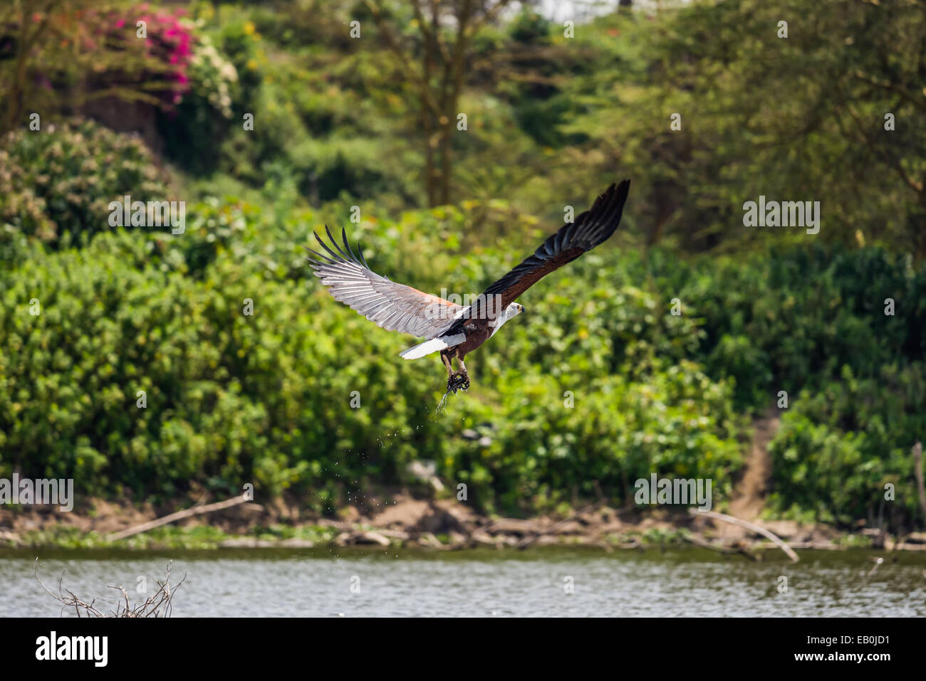 African fish eagle (Haliaeetus vocifer) pescare un pesce, Lake Naivasha, Kenya Foto Stock