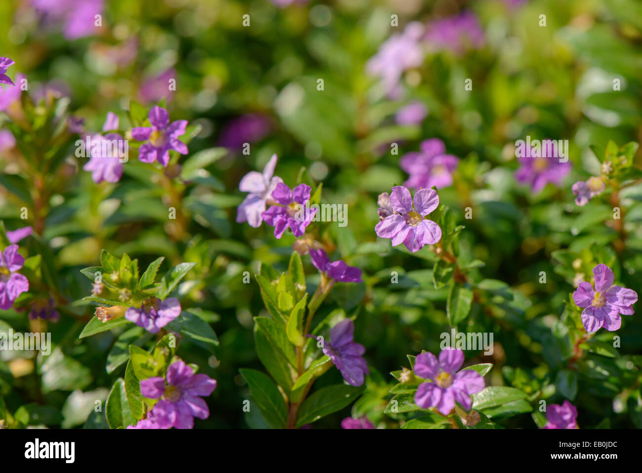 Colore porpora fiori selvatici in un campo Foto Stock