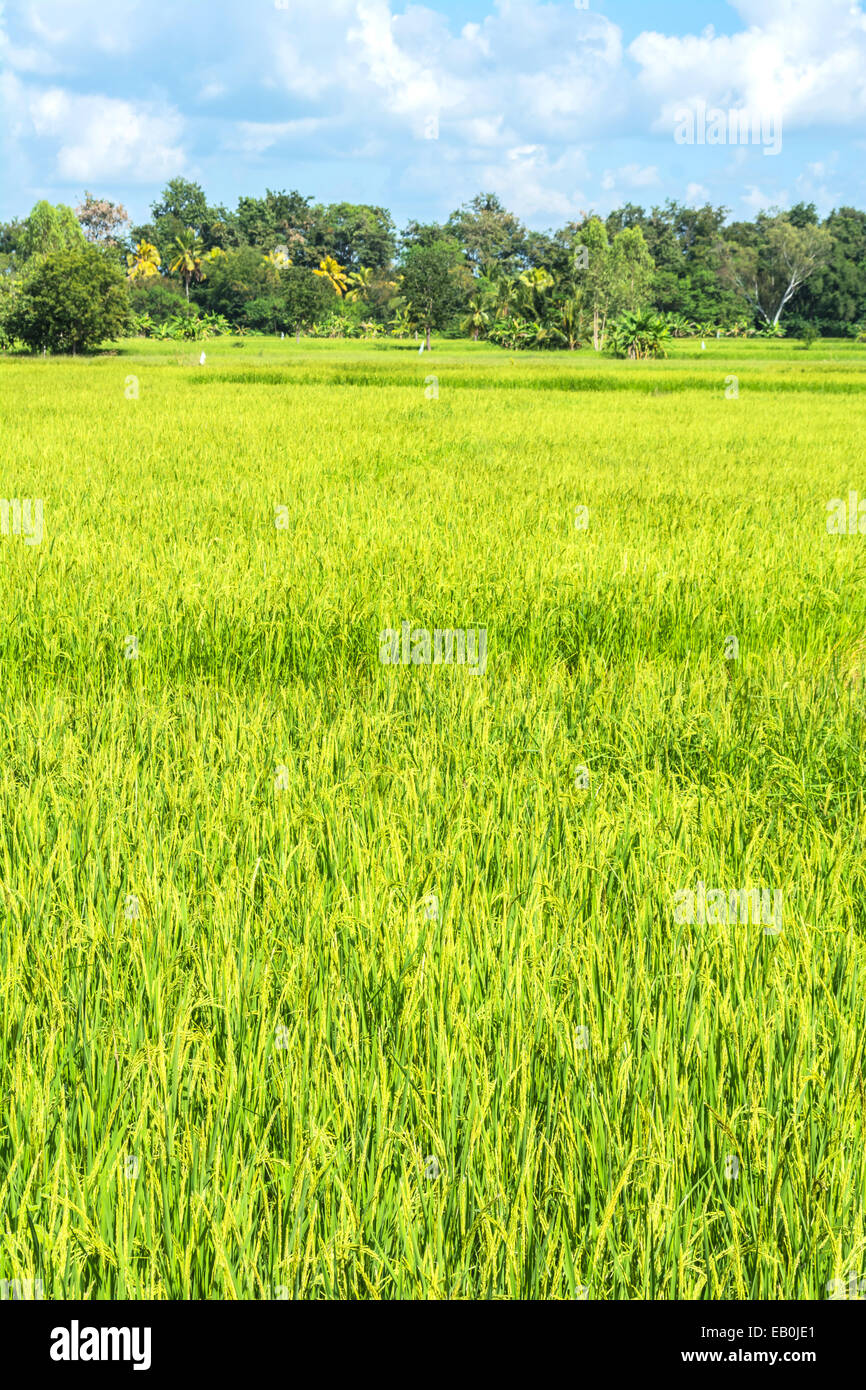 Vista del campo di riso con il cielo Foto Stock