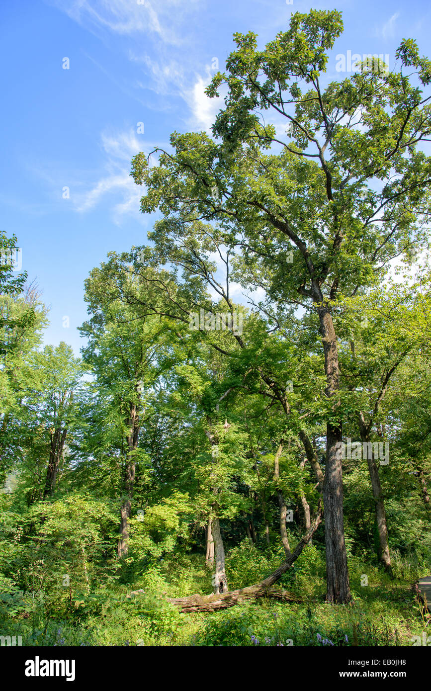 Vista di una foresta con deat albero nella giornata di sole Foto Stock