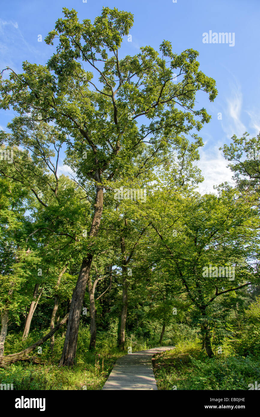 Percorso di legno in una foresta in giornata soleggiata Foto Stock