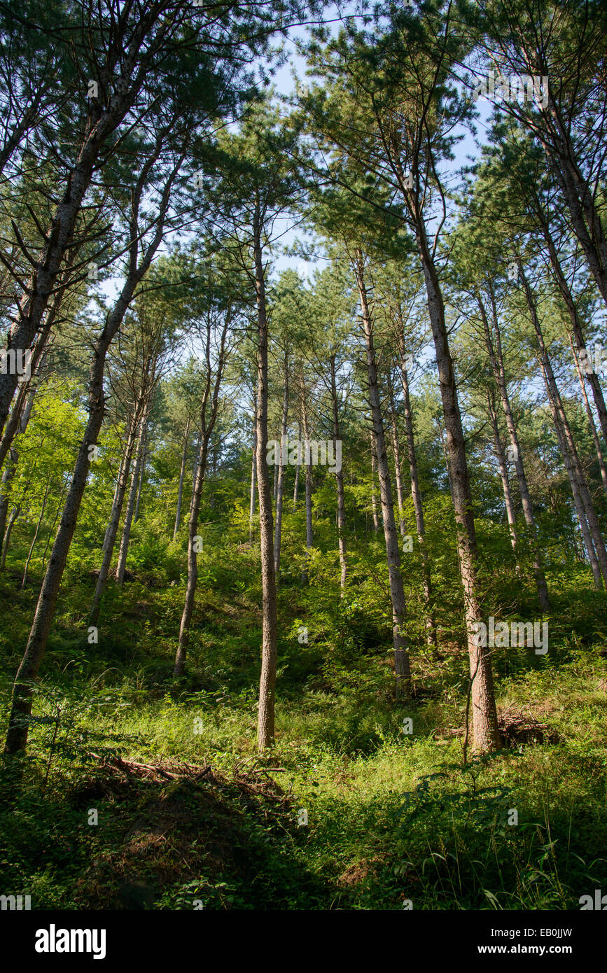 Gli alberi in una foresta in giornata di sole Foto Stock