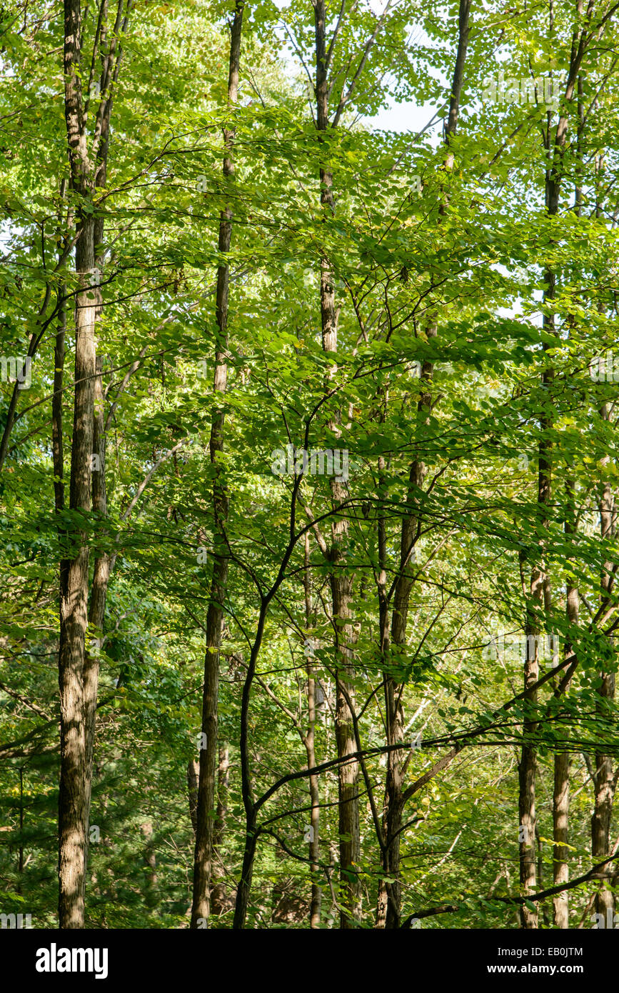 Gli alberi in una foresta in giornata di sole Foto Stock