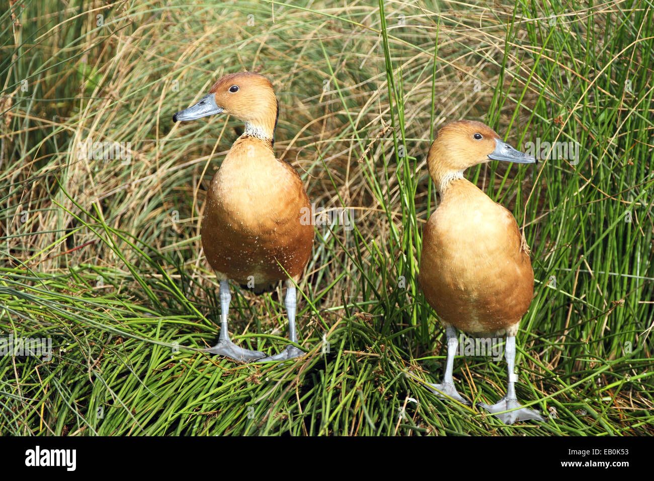 Sibilo Fulvous anatra (Dendrocygna bicolor) Foto Stock