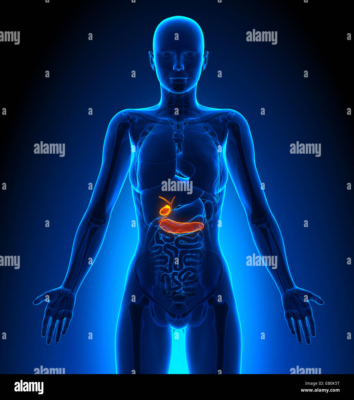 Colecisti / Pancreas - organi femmina - Anatomia Umana Foto Stock