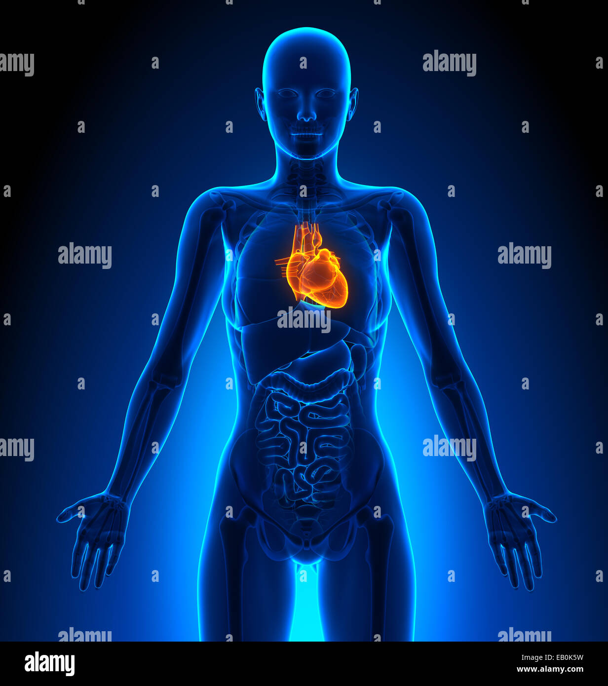Cuore - organi femmina - Anatomia Umana Foto Stock