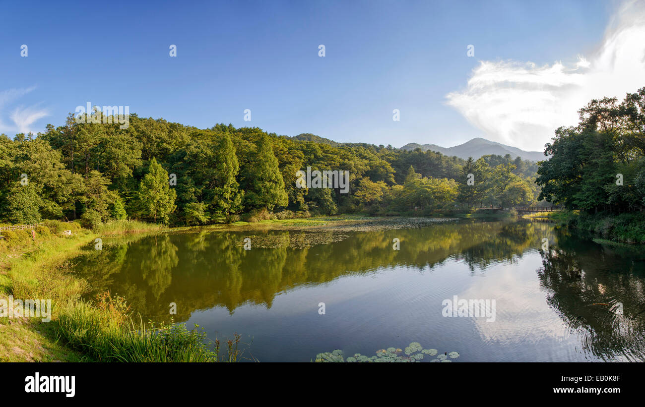 Paesaggio della foresta con calma il lago in una giornata di sole Foto Stock