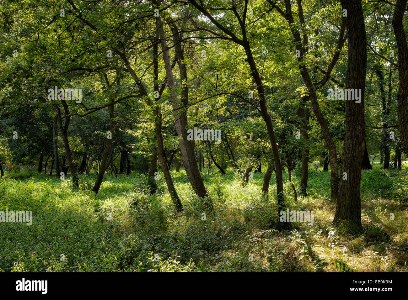 Gli alberi in una foresta in giornata di sole Foto Stock