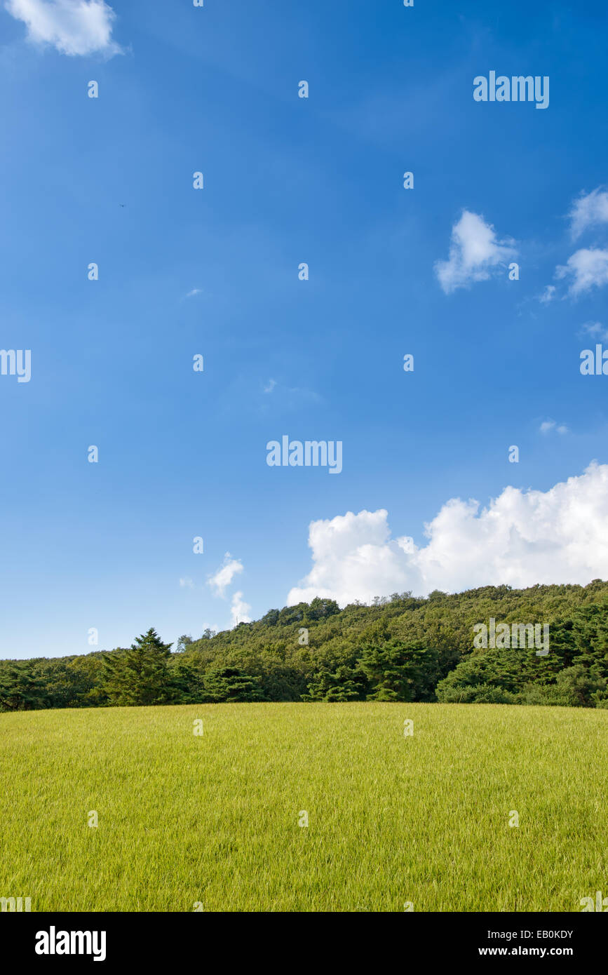 Campo verde con alberi in giornata di sole Foto Stock